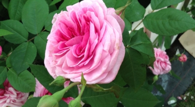 41668515 333516193877751 6377144239687467008 n